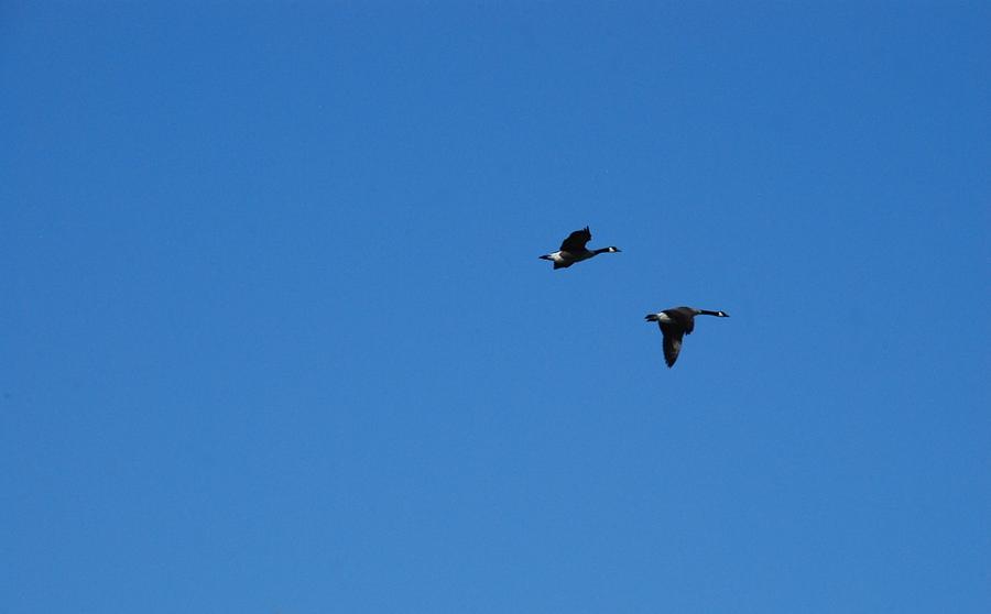 Geese In Flight Photograph