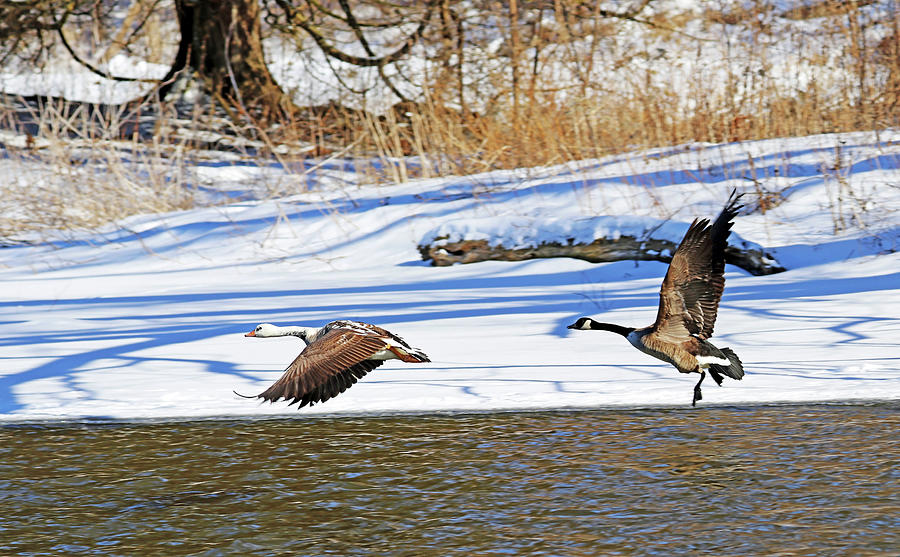 Geese In Flight In Winter On Speed River Photograph by Debbie Oppermann