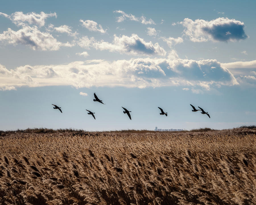 Geese in Flight Photograph by John Randazzo