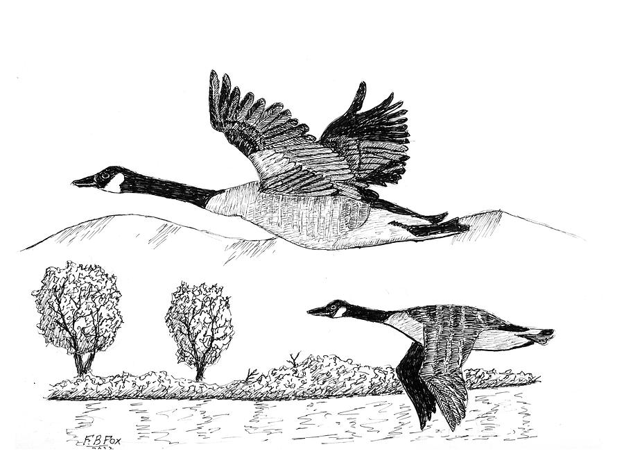 Geese In Flight Drawing by Silver Fox Pixels