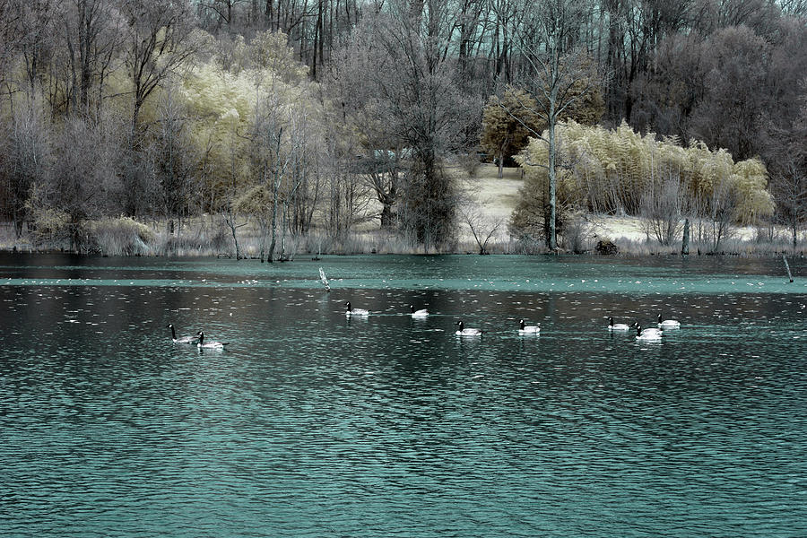 Geese in IR Photograph by Leah Palmer