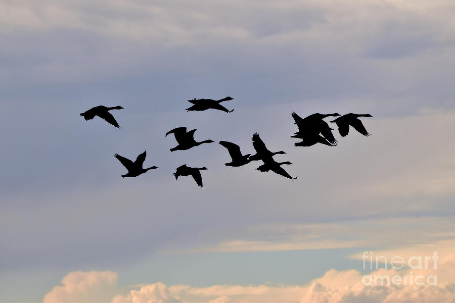 Geese In The Air August 16, 2022 Photograph by Sheila Lee