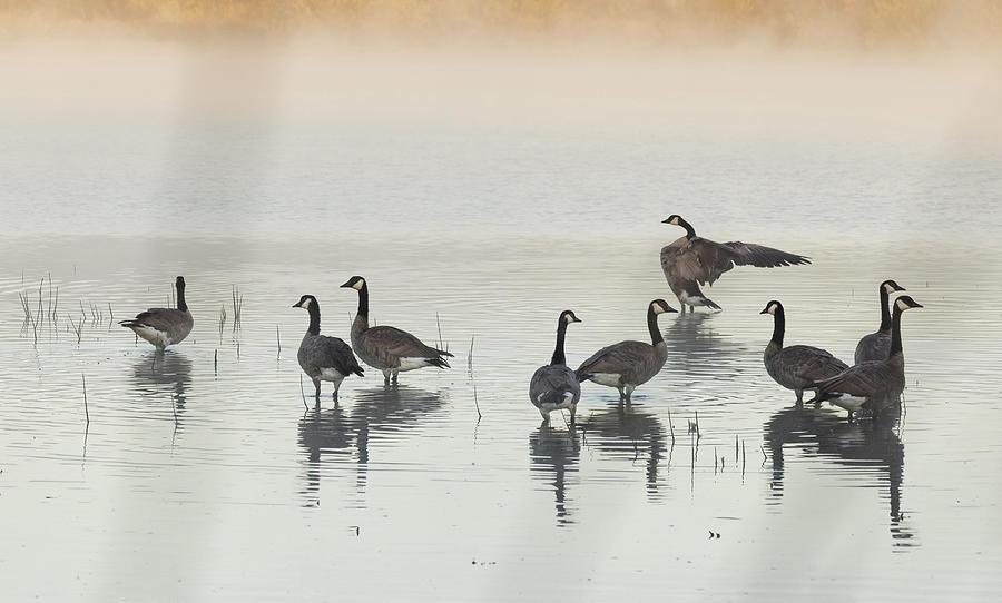 Geese in the Mist Photograph by Jean Noren