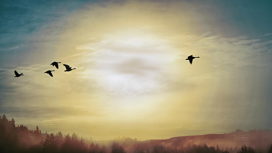 Geese in the sun Photograph by Bill Posner