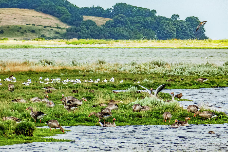 Geese In The Wetlands Photograph