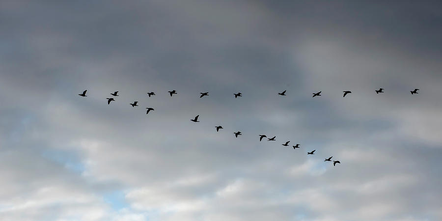 Geese in V Formation Photograph by Rick Shea