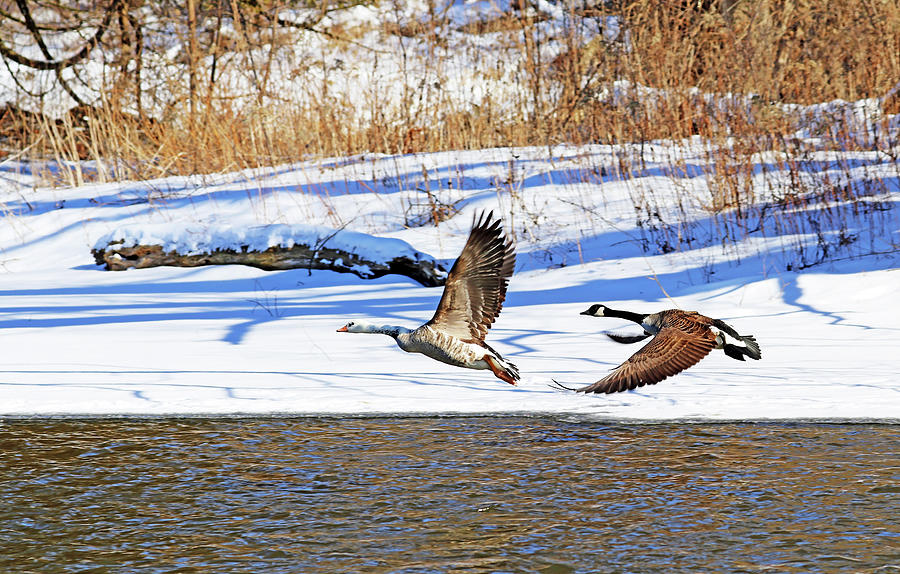 Geese In Winter In Flight Photograph by Debbie Oppermann