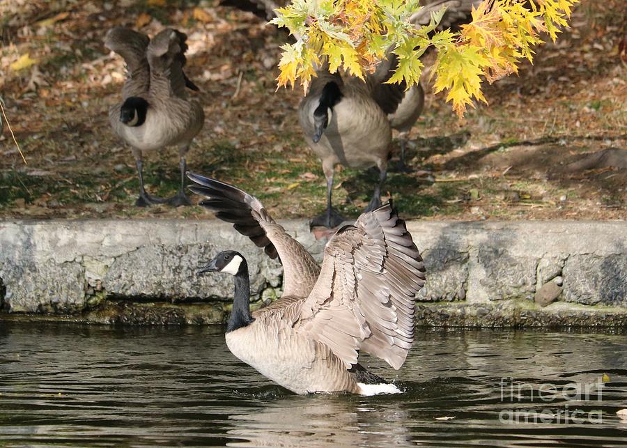 Geese into the Autumn Pond Photograph by Carol Groenen