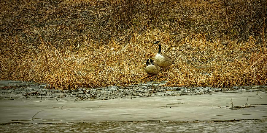 Geese #l0 Photograph by Leif Sohlman