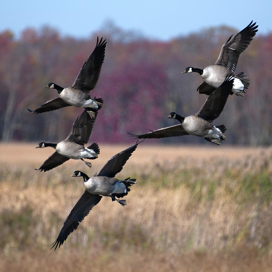 Geese Landing Photograph by Flinn Hackett