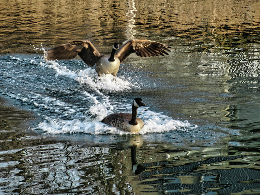 Geese Landing in the Bass River Photograph by Scott Hufford
