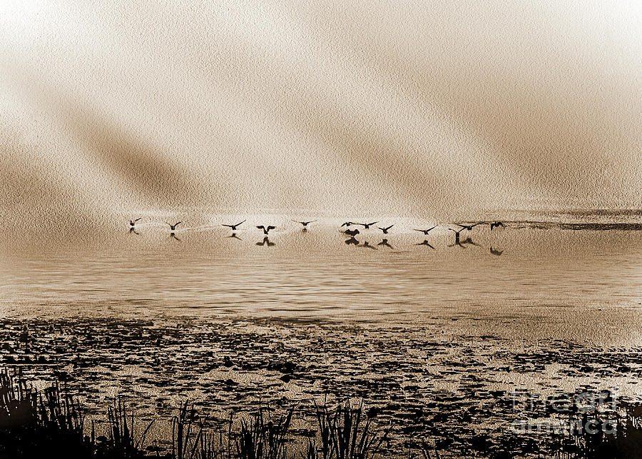 Geese Landing On Lake - Monochrome Digital Art by Anthony Ellis