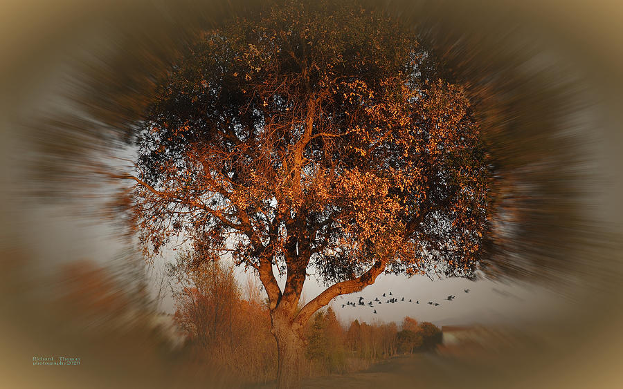 Geese Oak Photograph by Richard Thomas