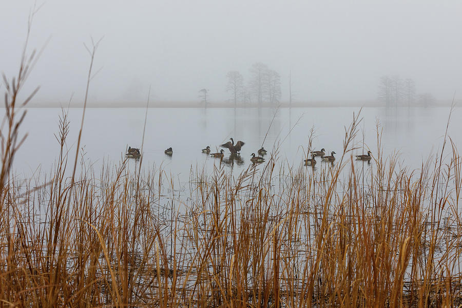 Geese on a Foggy Morning Photograph by Lara Morrison