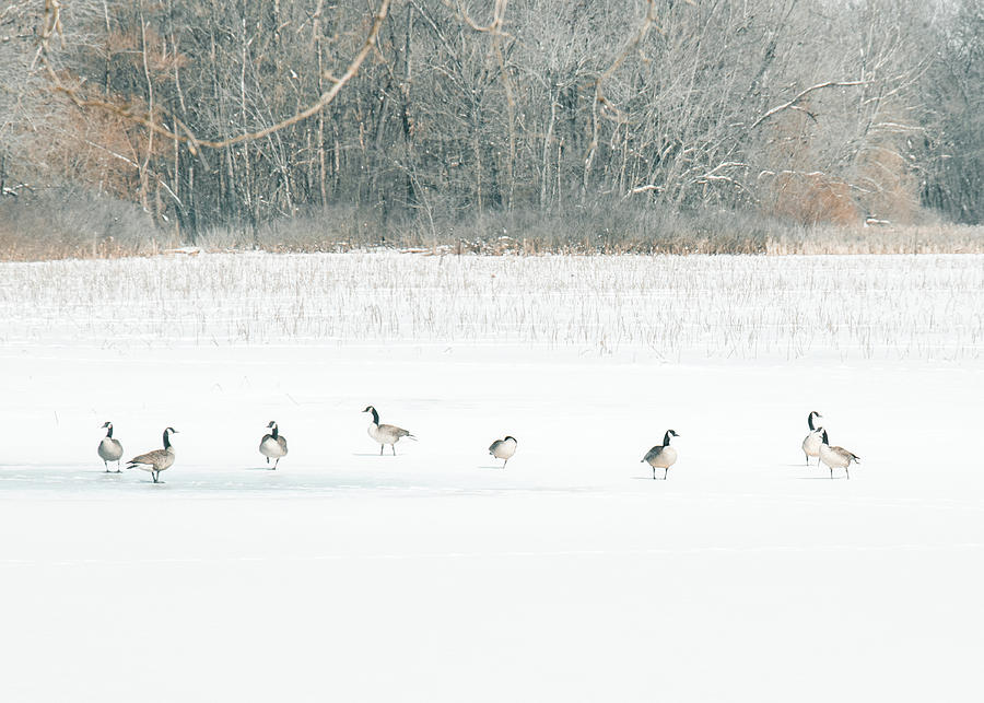 Geese on a Snowy Lake Photograph by Allin Sorenson