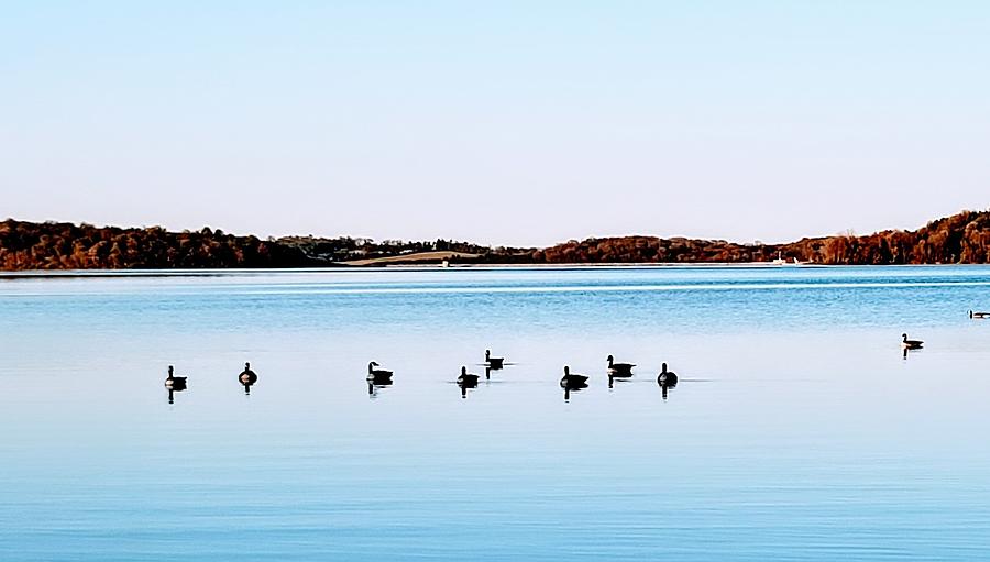 Geese On Blue Water Photograph