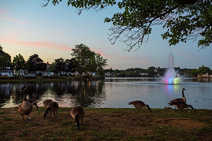 Geese on Flax Pond at Sunset Lynn Massachusetts Photograph by Toby McGuire