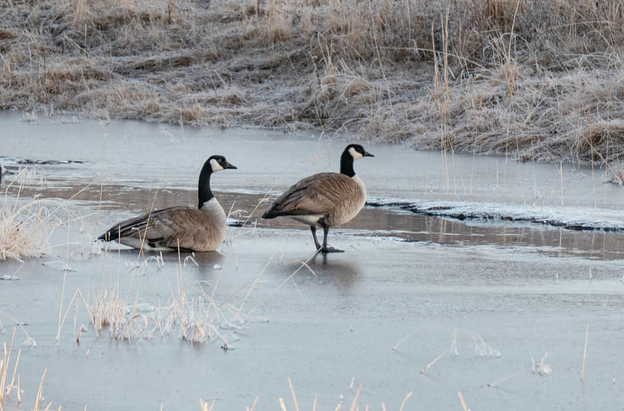 Geese Photograph - Geese On Ice by Phil And Karen Rispin