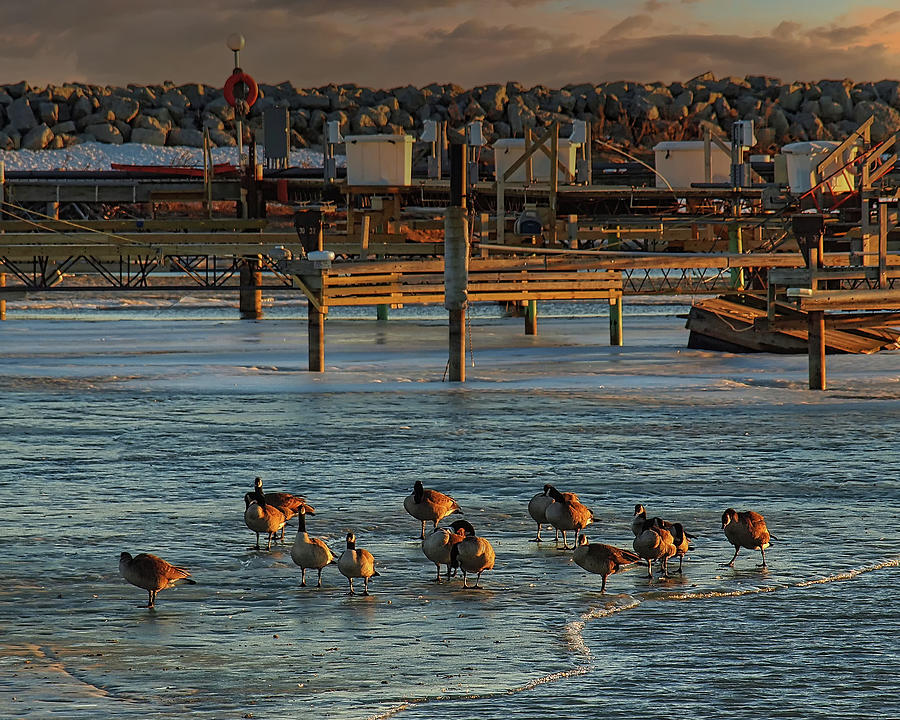 Geese on Ice Photograph by Scott Olsen