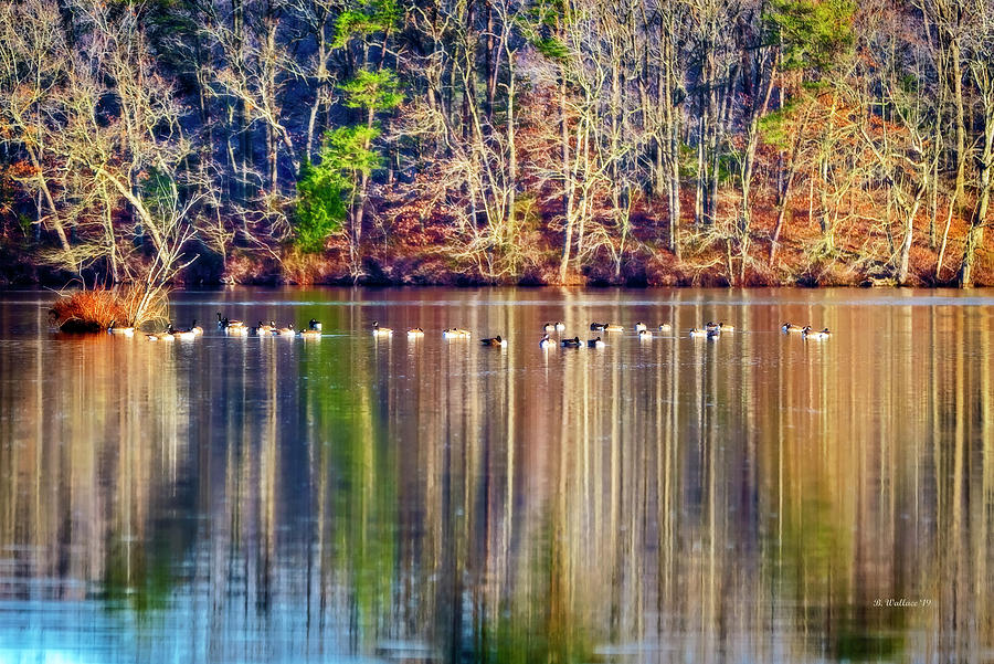 Tree Photograph - Geese On Killens Pond by Brian Wallace
