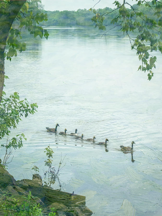 Geese on the Cedar River Iowa Photograph by Mary Lee Dereske