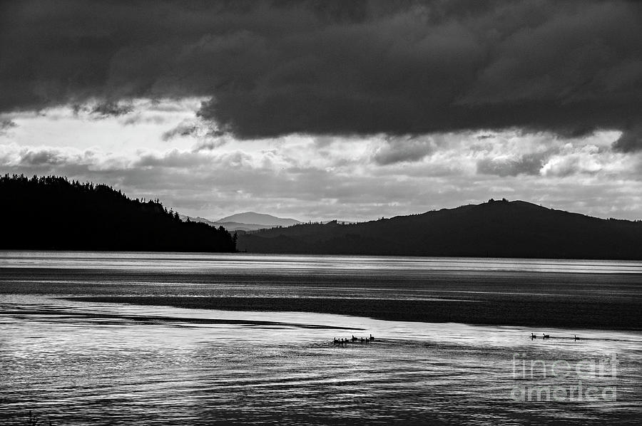 Geese On The Morning Estuary 2023 Photograph By Michael Ziegler Fine