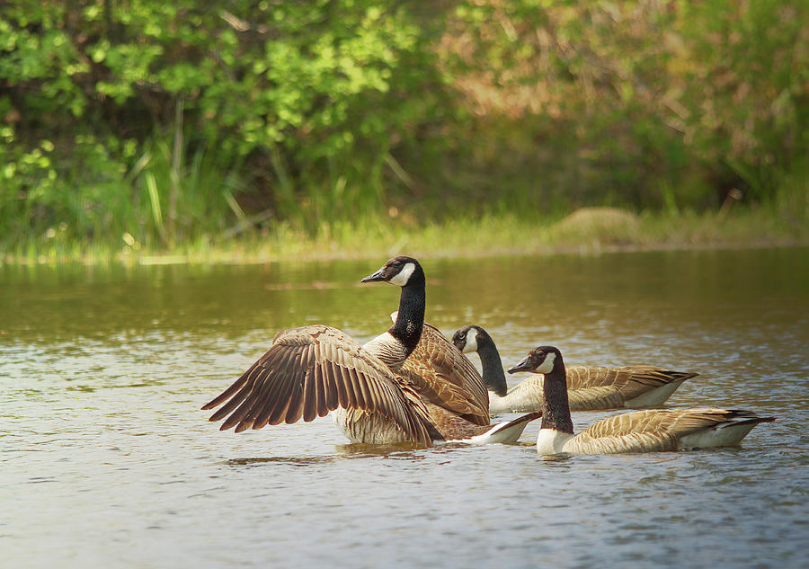 Geese On The Pond Photograph by Sue Capuano