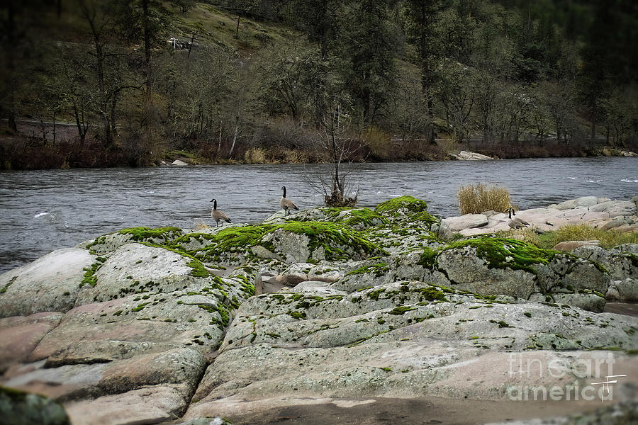 Geese on the Rogue River IV Photograph by Theresa Fairchild
