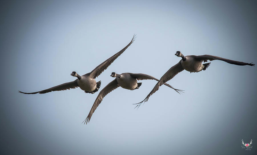 Geese on the Wing Photograph by Pam Rendall