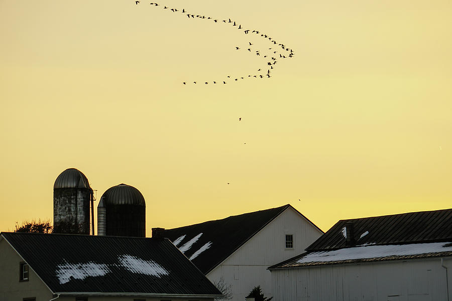 Geese Overhead Photograph by Tana Reiff
