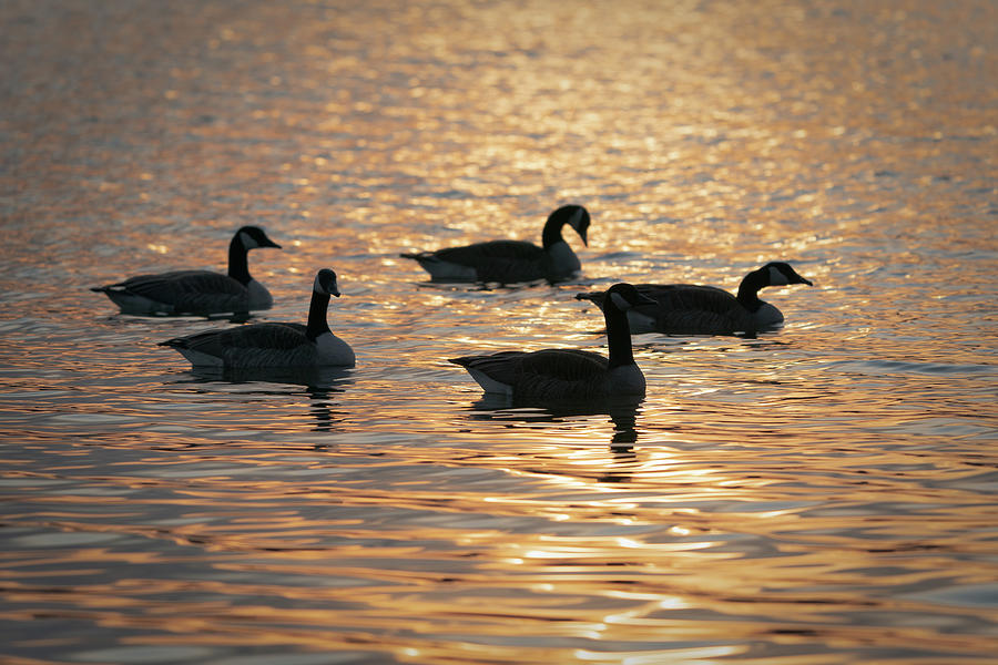 Geese Reflections Photograph by David Heilman