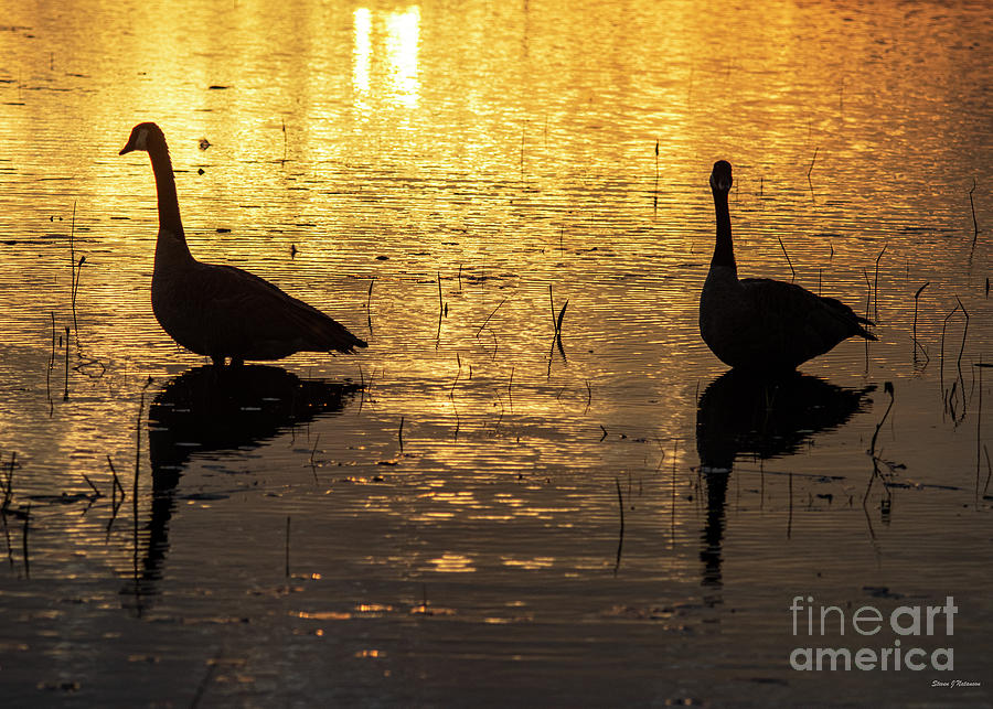 Geese Silhouette 1 Photograph by Steven Natanson