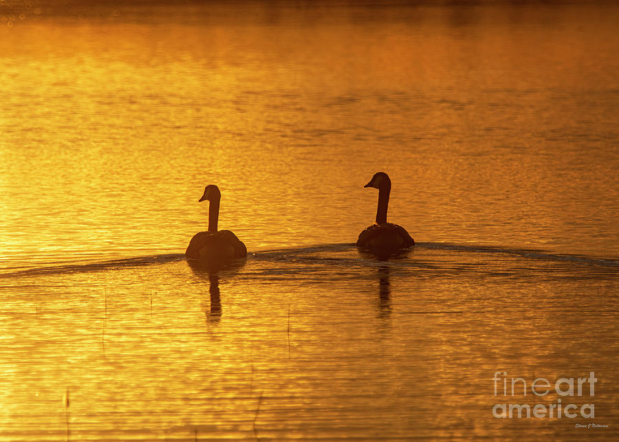 Geese Silhouette 2 Photograph by Steven Natanson