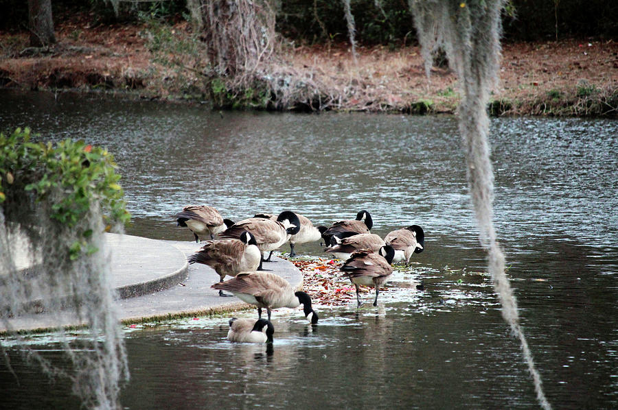 Geese Photograph - Geese Spa Day by Cynthia Guinn