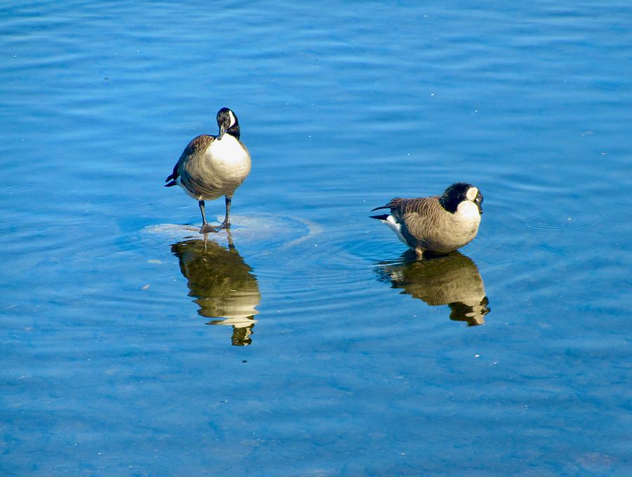 Geese Photograph by Stephanie Moore