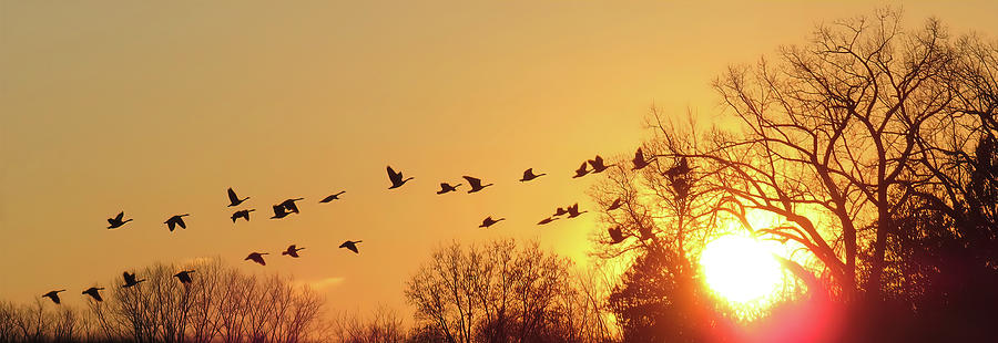 Geese Photograph - Geese Sunset by Patti Deters
