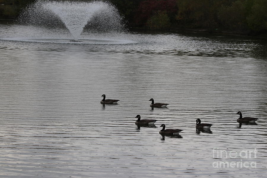Geese Swimming In A Pond Photograph by Ash Nirale