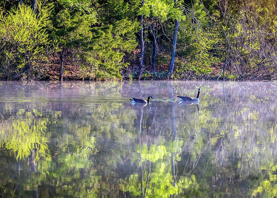 Geese Swimming One Photograph by Dave Melear