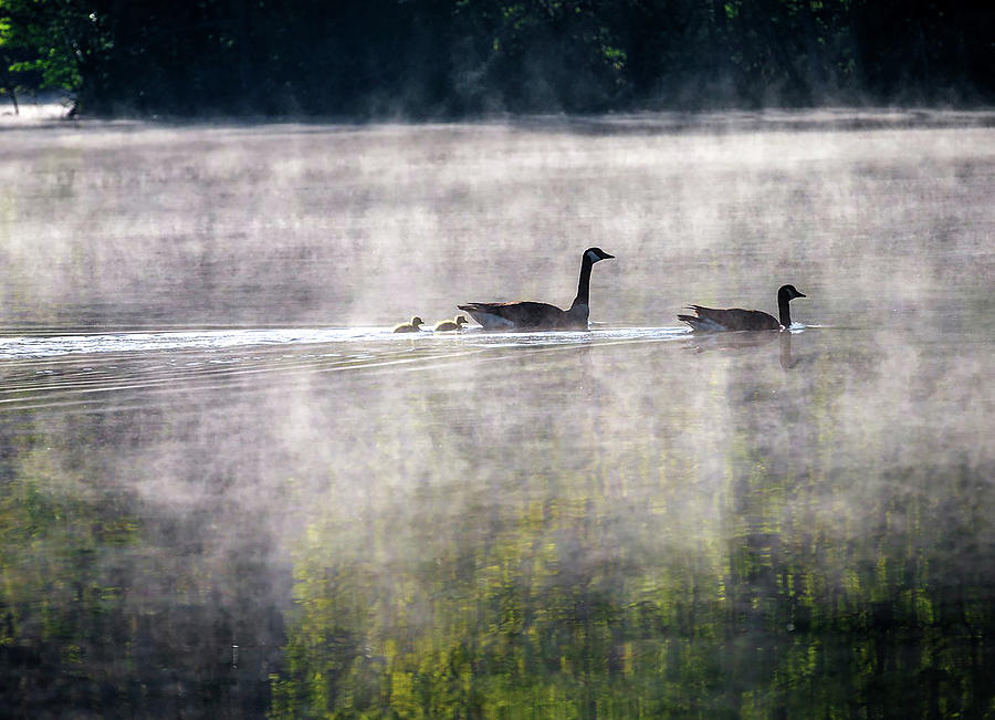 Geese Swimming Two Photograph by Dave Melear