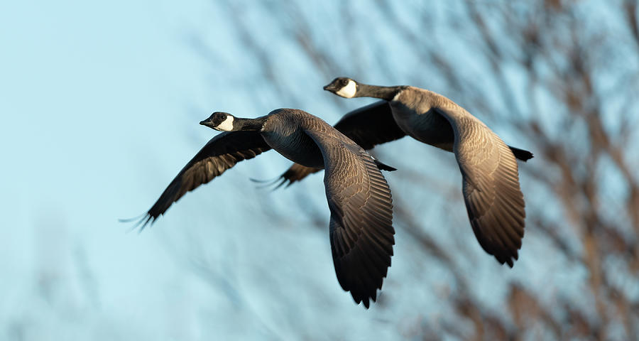 Geese Tail Gater Photograph by Gary Langley