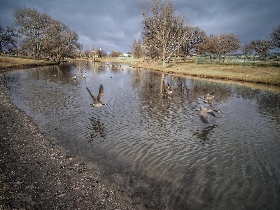 Geese Take Flight  Photograph by Buck Buchanan