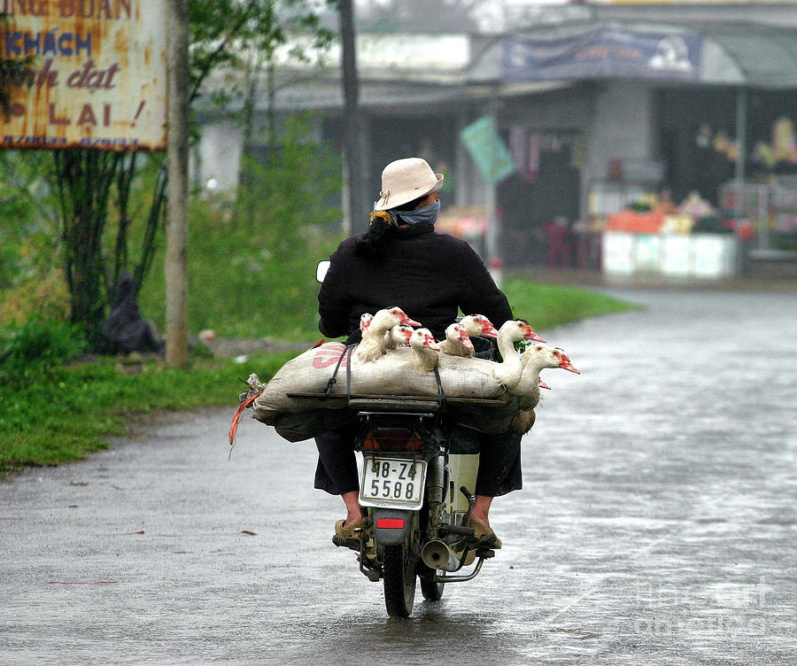 Geese to Market  Vietnam  Photograph by Chuck Kuhn