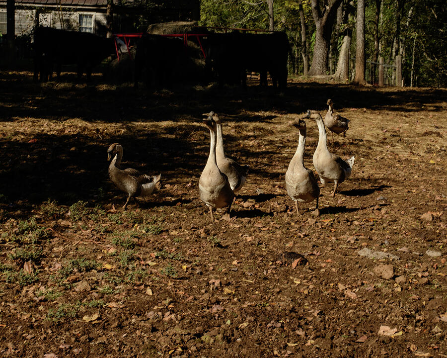 Geese Walking Around On The Farm Photograph by Flees Photos Geese Walking Around On The Farm Photograph by Flees Photos