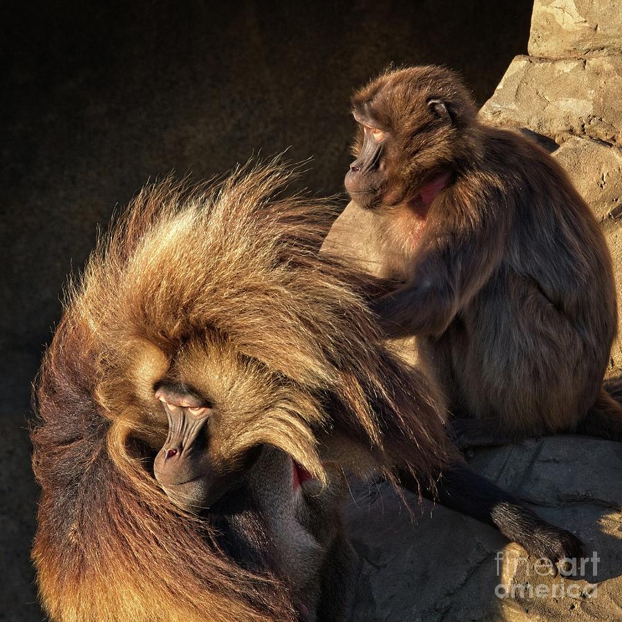 Gelada Baboon Animal Art Photograph by Philip Preston