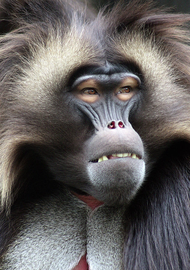 Gelada Baboon Photograph by April Stevenson - Fine Art America