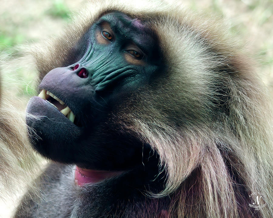 Gelada Baboon Photograph by Larry Nader