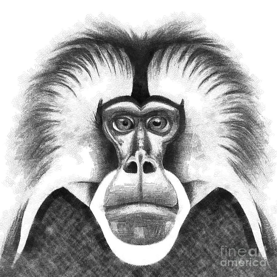 Gelada Monkey Animal Abstract 3c Digital Art by Philip Preston
