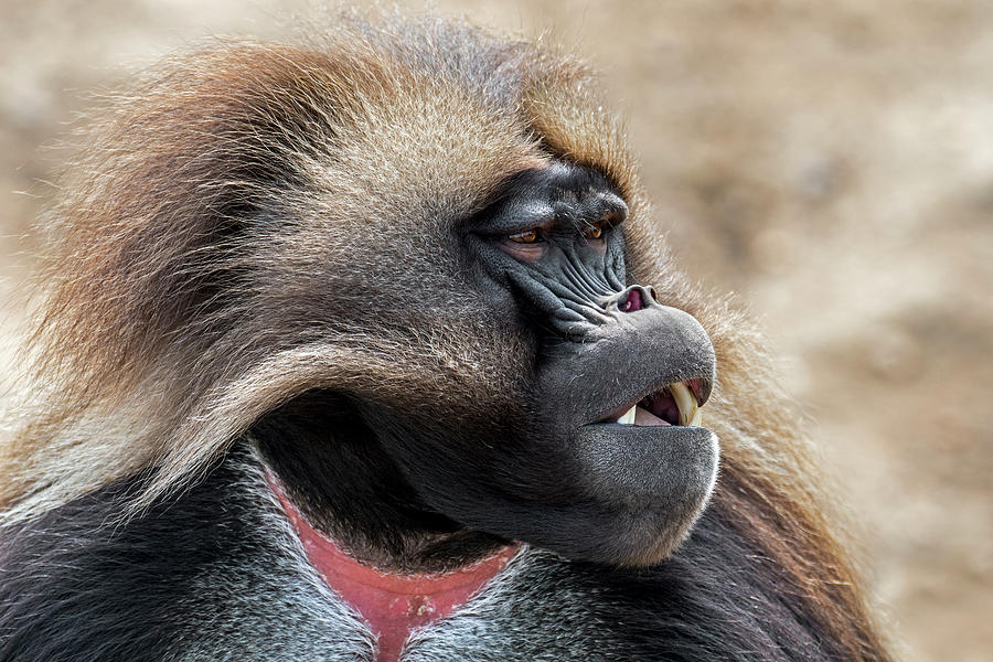 Gelada Monkey Photograph by Arterra Picture Library