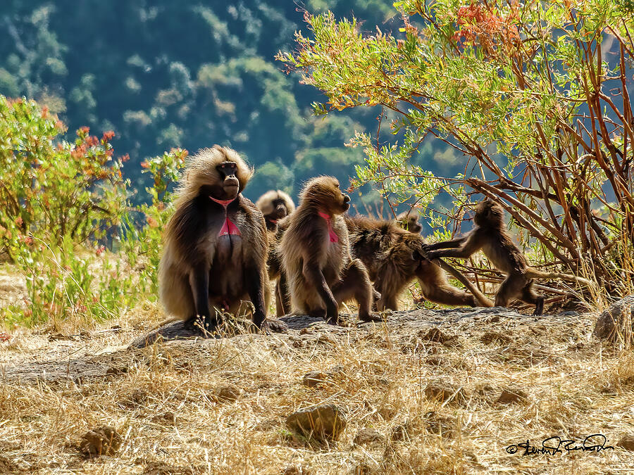 Gelada Monkeys in Ethiopias Simien Mountains Photograph by Steven Dos Remedios