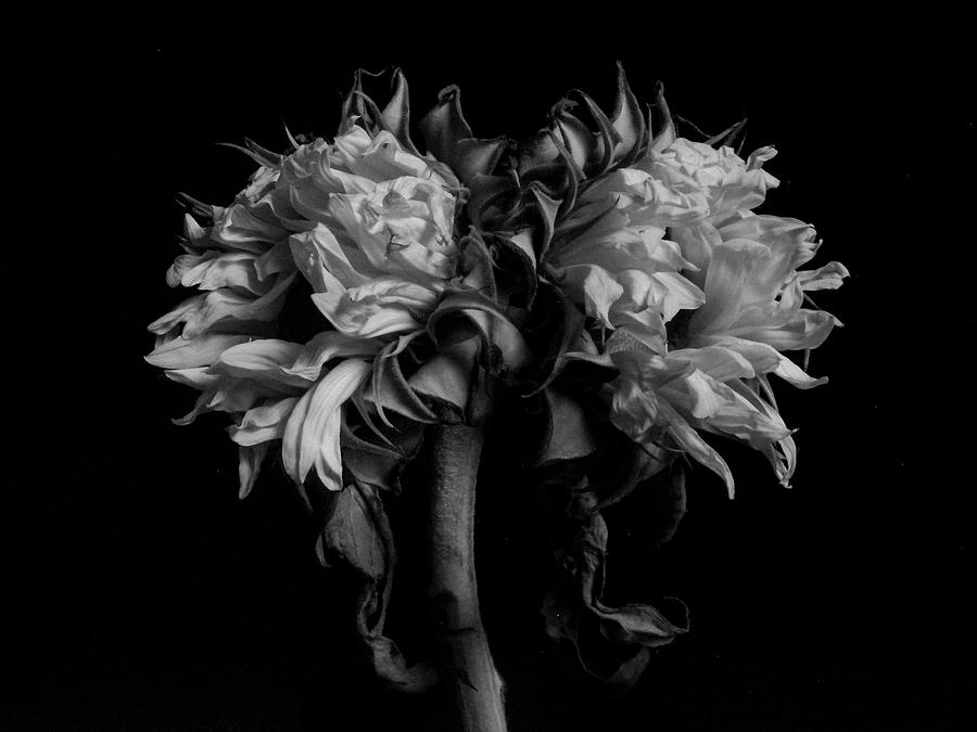 Gemini Sunflower Photograph by Antonella Schirinzi Blinko - Fine Art ...